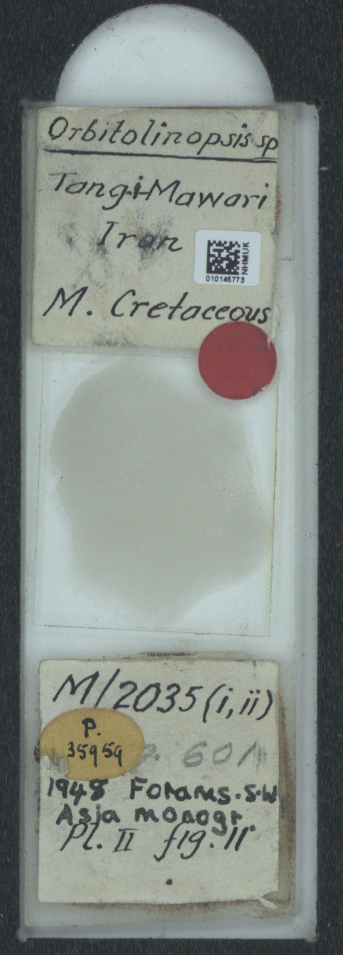 To NHMUK collection (Orbitolinopsis Silvestri, 1932; NHMUK:ecatalogue:2315284)