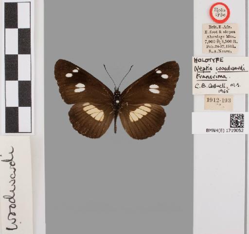 Neptis woodwardi Sharpe - BMNH(E)#1719052_Neptis_woodwardi_transrima_Cottrell_holotype_male_labels