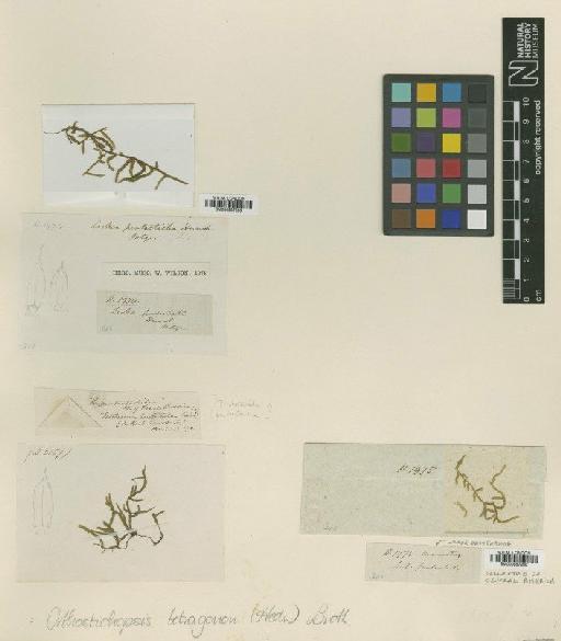 Orthostichopsis tetragona (Sw. ex Hedw.) Broth. - BM000987285_a