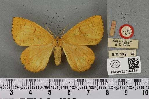 Angerona prunaria ab. diluta Williams, 1947 - BMNHE_1865696_431002