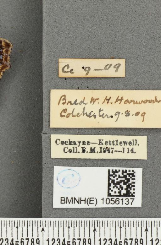Aglais urticae ab. semialba Frohawk, 1938 - BMNHE_1056137_label_45656