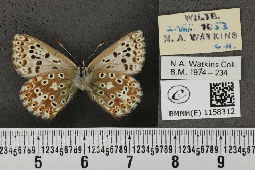 Lysandra coridon ab. antico-juncta Tutt, 1910 - BMNHE_1158312_113899