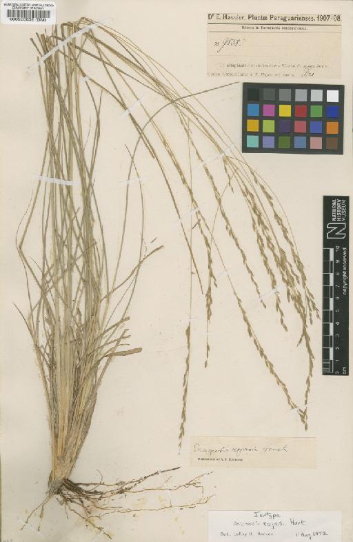 Eragrostis rojasii Hack. - BM000523832