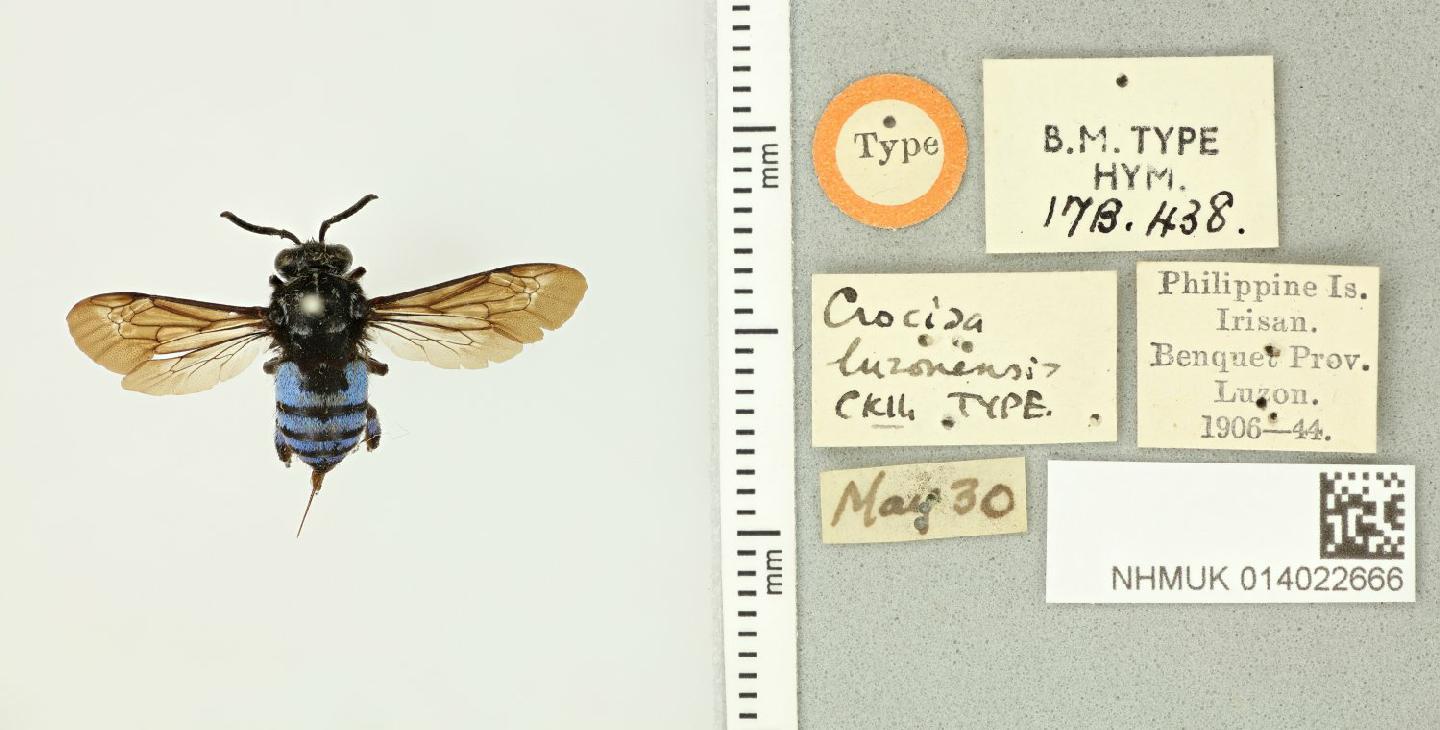 Thyreus luzonensis