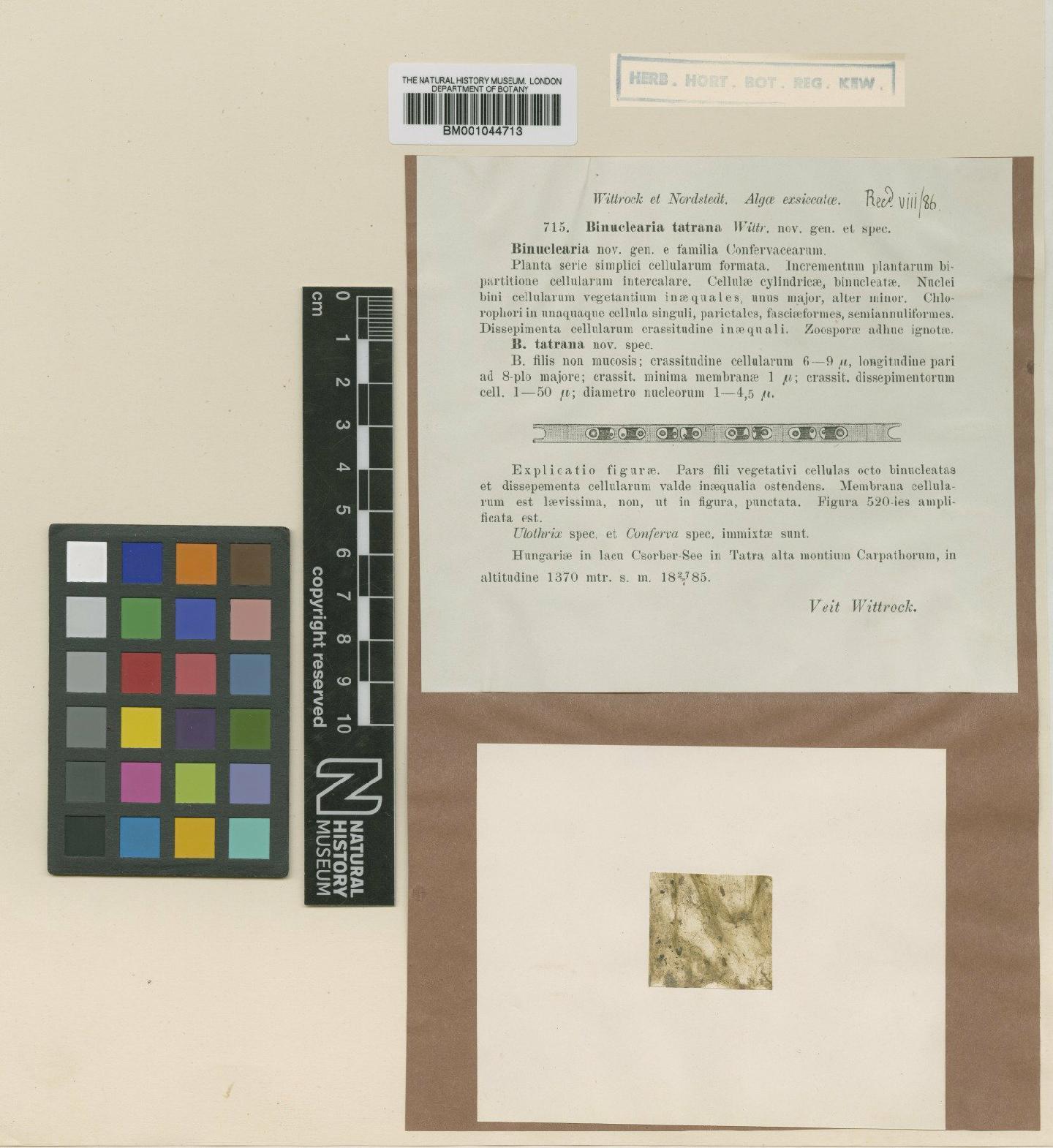 To NHMUK collection (Binuclearia tatrana Wittr.; Type; NHMUK:ecatalogue:687369)