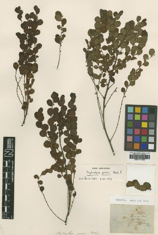 Phyllanthus gunnii Hook.f. - BM001014885