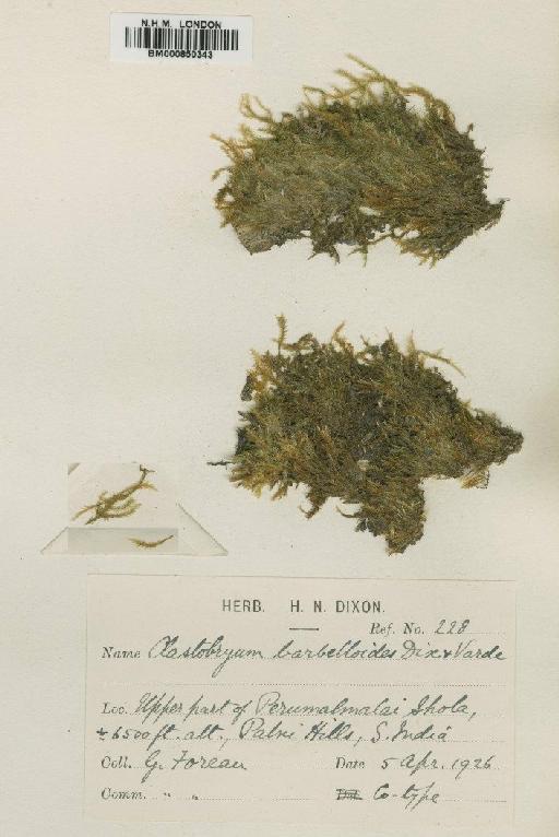 Clastobryum barbelloides Dixon & P.de la Varde - BM000850343