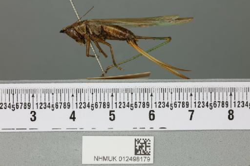 Conocephalus longipennis (de Haan, 1842) - 012498179_reverse