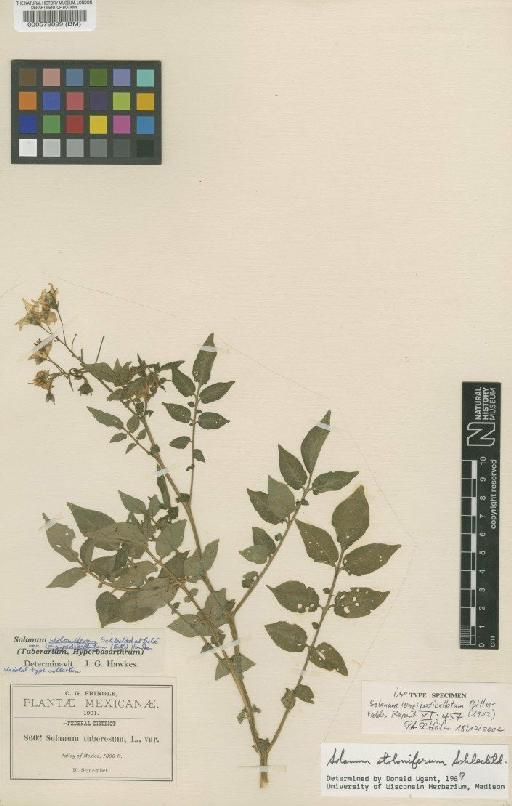 Solanum stoloniferum var. longipedicellatum (Bitter) Hawkes - BM000579899