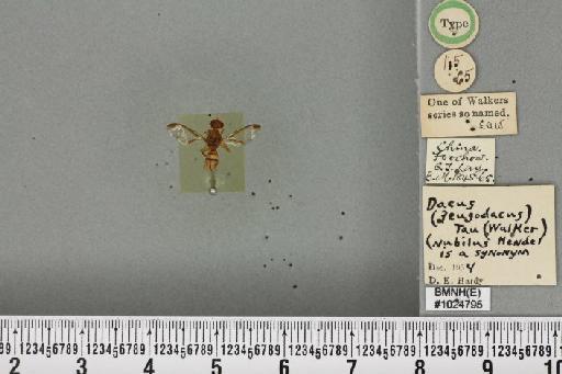 Bactrocera (Javadacus) tau (Walker, 1849) - BMNHE_1024795_36363