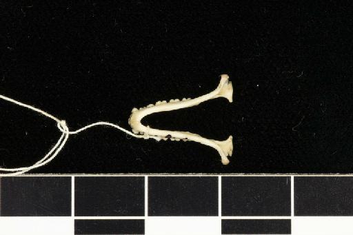 Rhinolophus edax Andersen, 1918 - 1907_4_18_1-Rhinolophus_edax-Holotype-Skull-mandibles-ventral