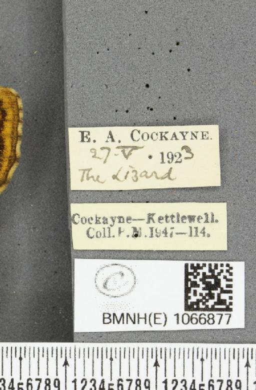 Lasiommata megera ab. biocellata Lempke, 1947 - BMNHE_1066877_label_28583