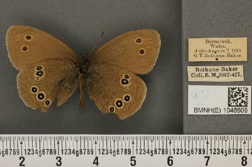 Aphantopus hyperantus (Linnaeus, 1758) - BMNHE_1046609_28487
