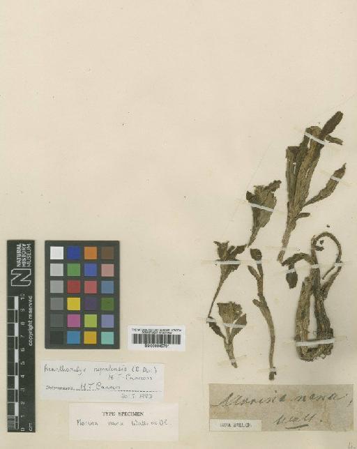 Acanthocalyx nepalensis (D.Don) M.J.Cannon - BM000945731