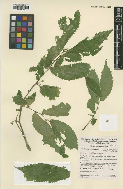 Elatostema nianbense W.T.Wang, Y.G.Wei & A.K.Monro - BM000949852