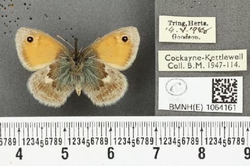 Coenonympha pamphilus ab. antipallidula Leeds, 1950 - BMNHE_1064161_25205