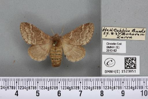 Trichiura crataegi (Linnaeus, 1758) - BMNHE_1523851_202387