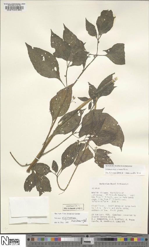 Solanum nigricans M.Martens & Galeotti - BM000579609