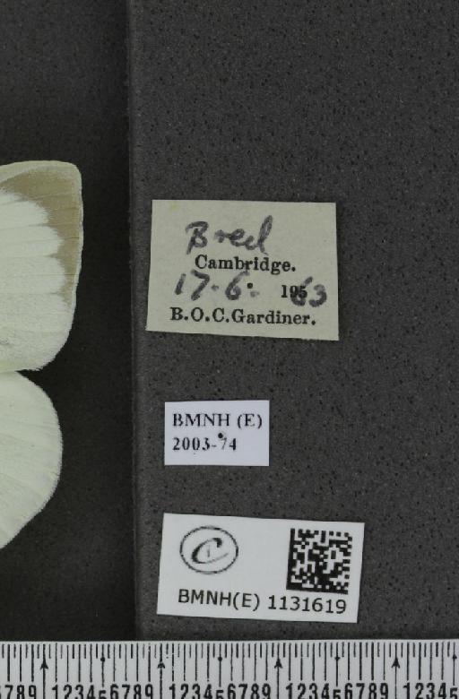 Pieris brassicae (Linnaeus, 1758) - BMNHE_1131619_label_97130