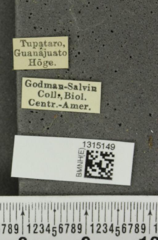 Leptinotarsa behrensi Harold, 1877 - BMNHE_1315149_label_14860