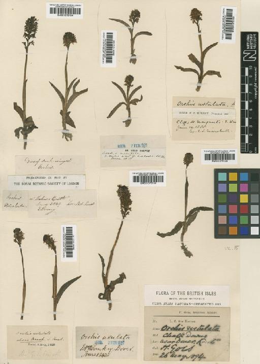 Neotinea ustulata (L.) R.M.Bateman, Pridgeon & M.W.Chase - BM001072157.tif