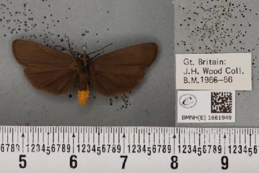 Atolmis rubricollis (Linnaeus, 1758) - BMNHE_1661949_258656