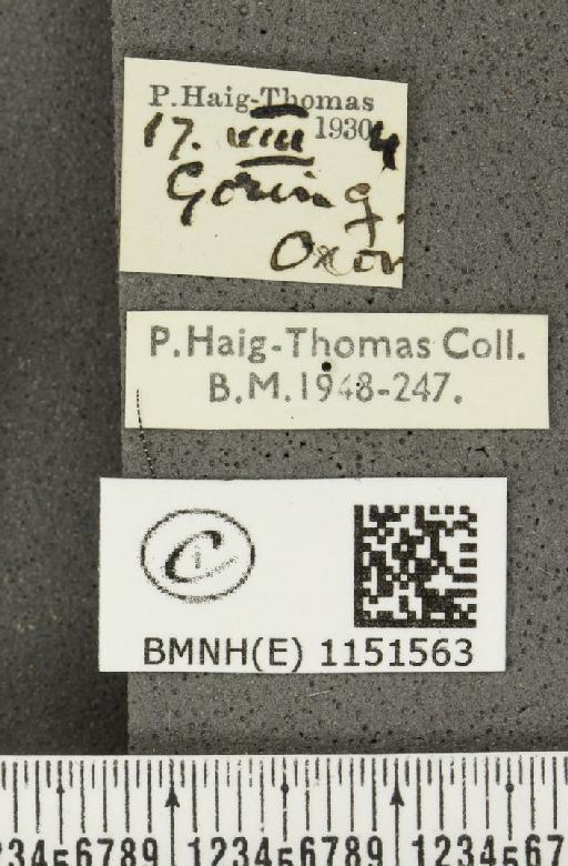 Celastrina argiolus britanna (Verity, 1919) - BMNHE_1151563_label_112420