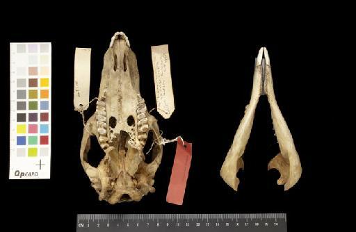 Macropus (Boriogale) magnus Owen, 1874 - 1885.1.3.5_Skull_Ventral