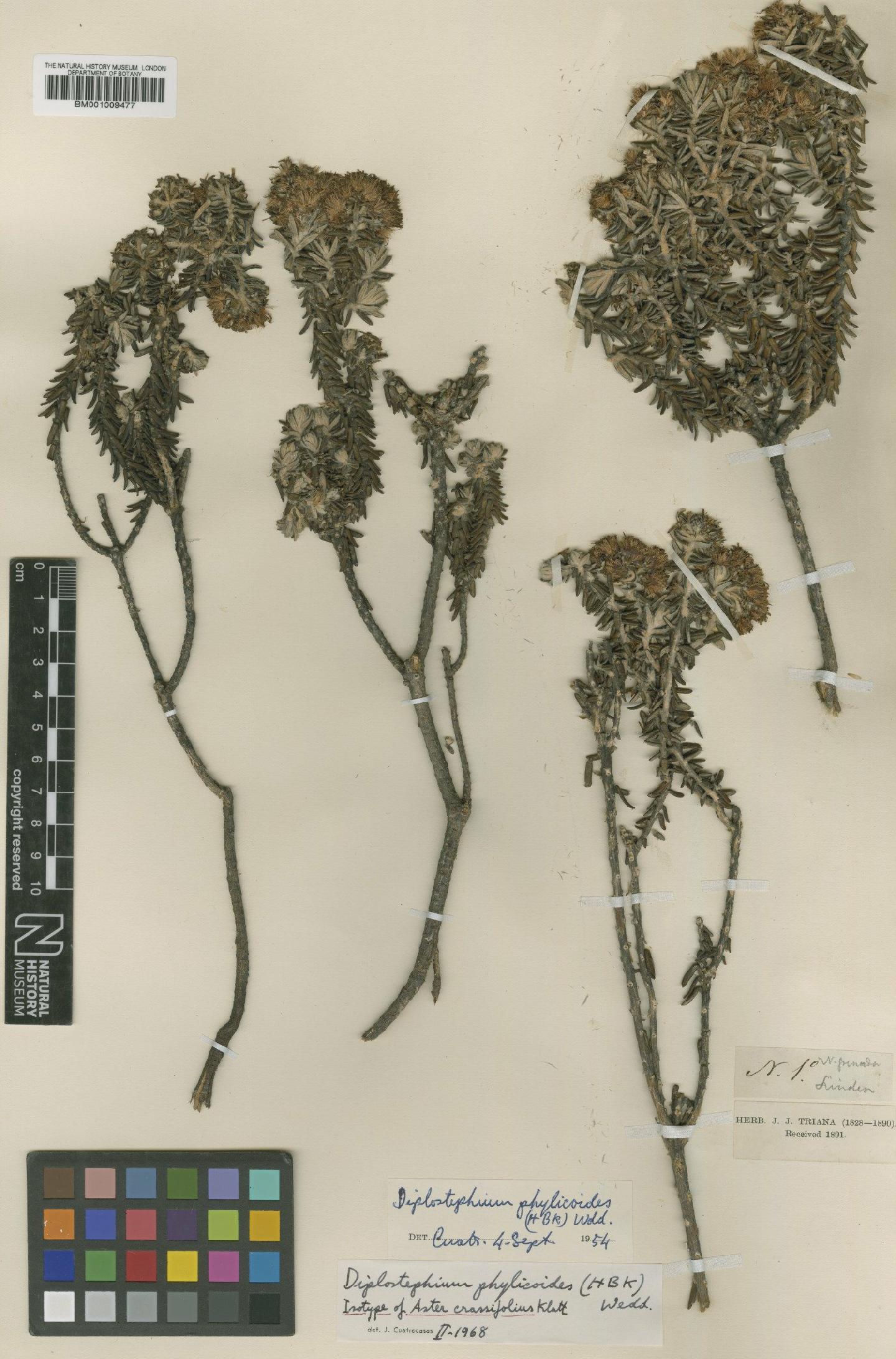 To NHMUK collection (Diplostephium phylicoides (Kunth) Wedd.; Isotype; NHMUK:ecatalogue:611135)