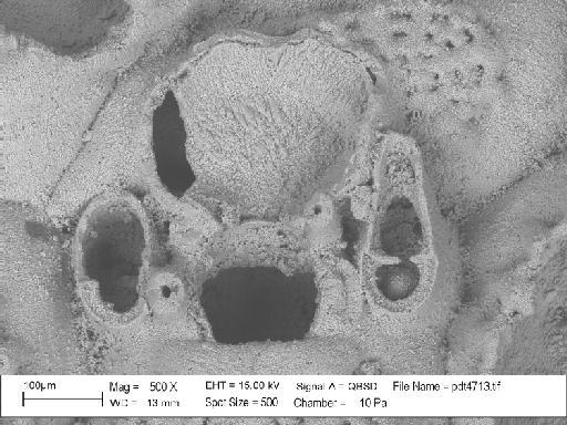 Castanopora castanea Lang, 1916 - PI D 16654 - Castanopora castanea