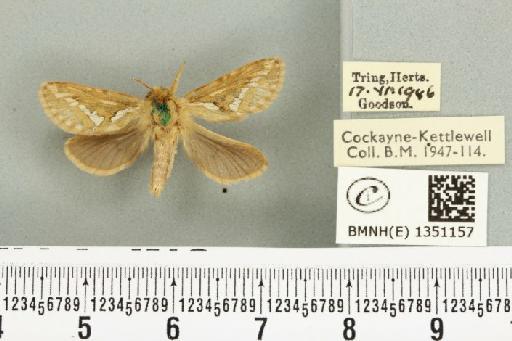 Korscheltellus lupulina ab. dacicus Caradja, 1893 - BMNHE_1351157_186267