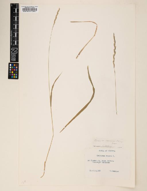 Elymus macrourus (Turcz.) Tzvelev - 000064273