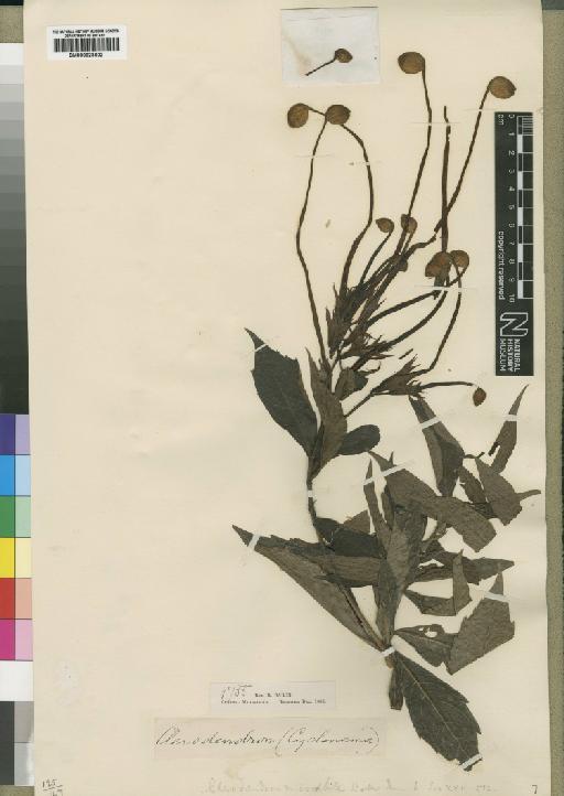 Clerodendrum mirabile Baker - BM000923602