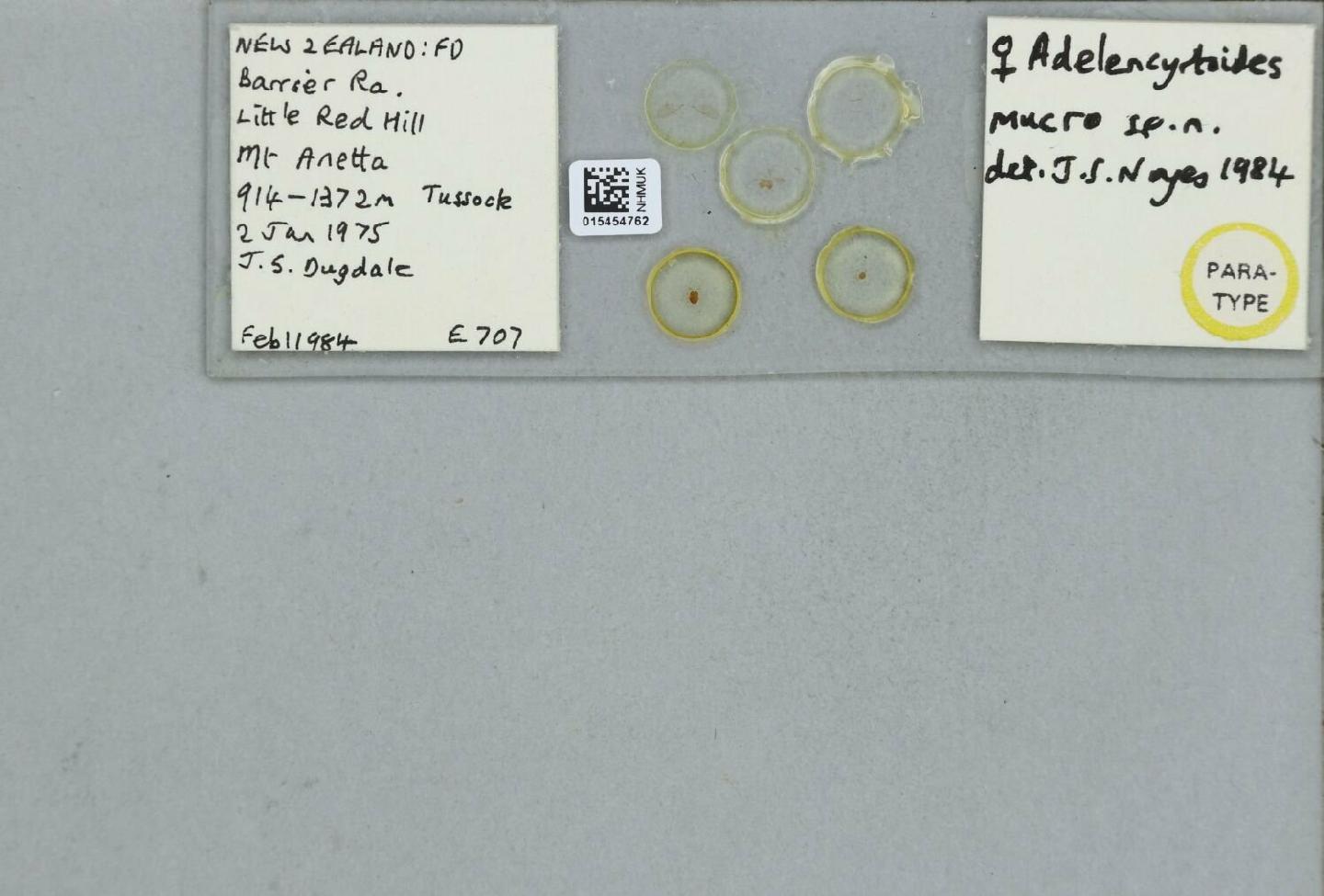 Adelencyrtoides mucro