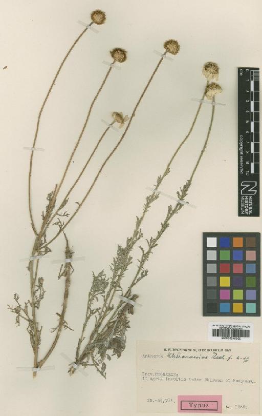 Anthemis triumfettii subsp. khorasanica Rech.f. - BM000945960