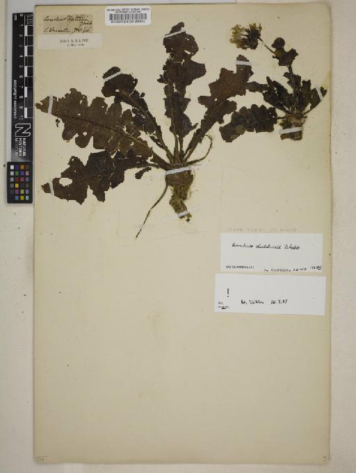 Sonchus daltonii Webb - 000072430