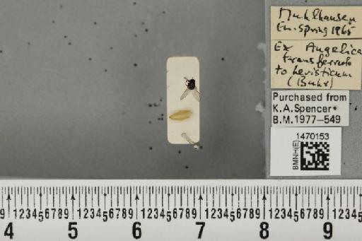 Melanagromyza angeliciphaga Spencer, 1969 - BMNHE_1470153_44704