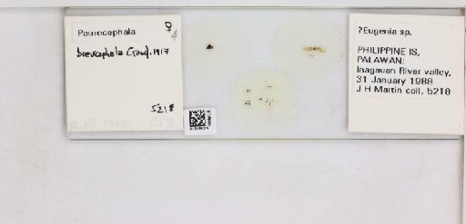 Paurocephala brevicephala Crawford, 1917 - 013485079_117207_1146559_157882_NonType