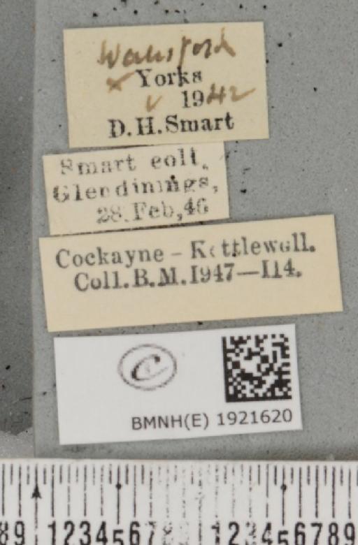 Ematurga atomaria (Linnaeus, 1758) - BMNHE_1921620_label_486908