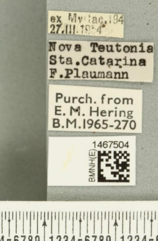 Anastrepha barbiellinii Lima, 1938 - BMNHE_1467504_label_40355