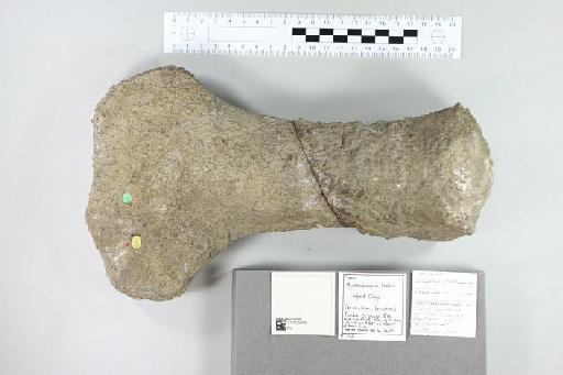 Cimoliasaurus plicatus (Phillips, 1871) - 010028988_L010221565