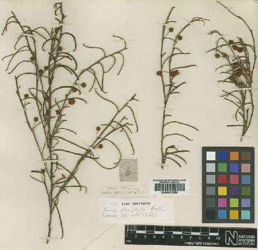 Acacia ataxiphylla Benth. - BM000796591