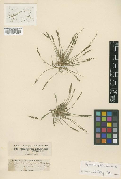 Sporobolus pilifer (Trin.) Kunth - BM000578893