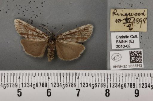 Coscinia cribraria bivittata (South, 1900) - BMNHE_1663592_283321
