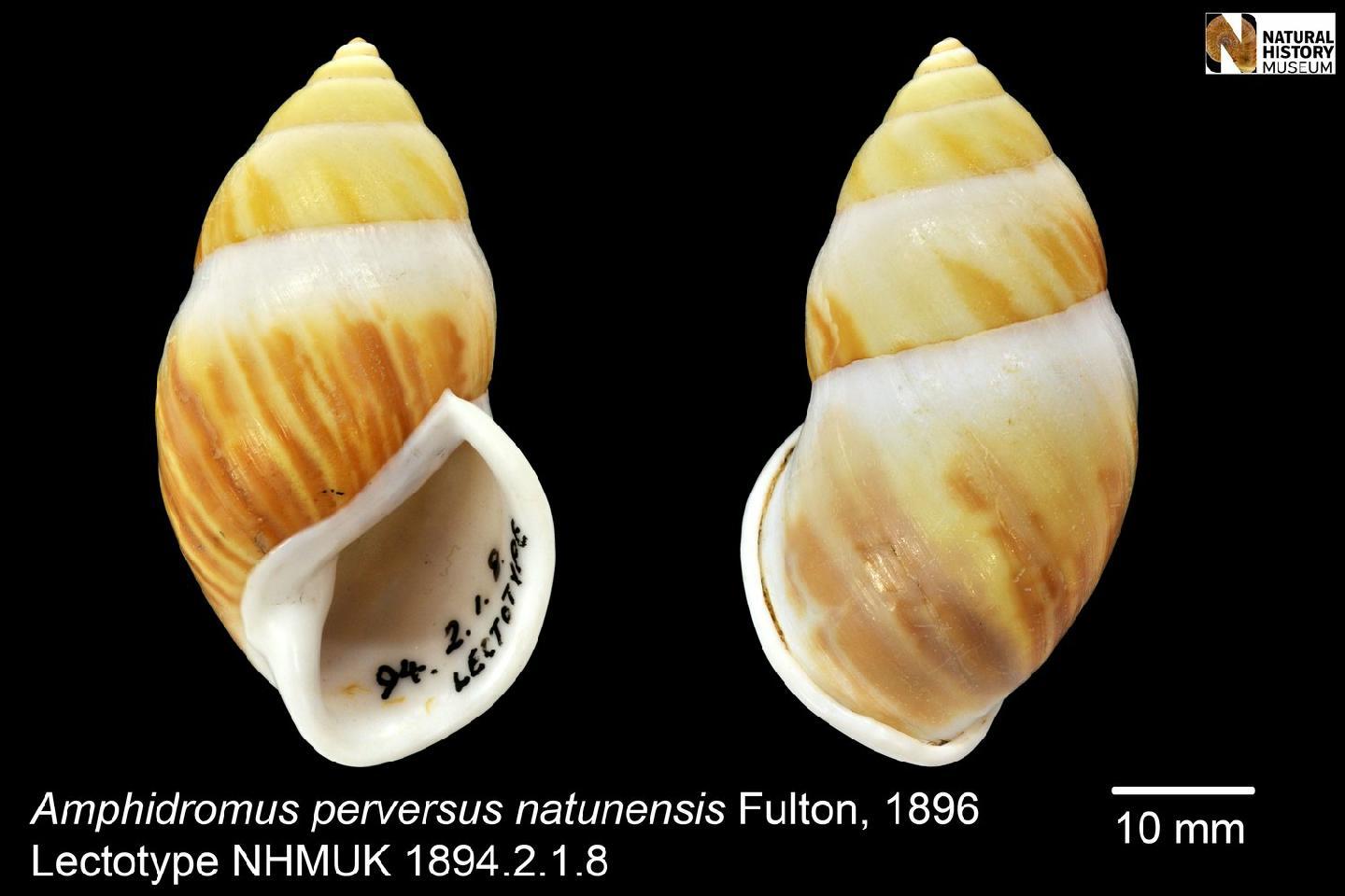 To NHMUK collection (Amphidromus perversus natunensis Fulton, 1896; LECTOTYPE & PARALECTOTYPE(S); NHMUK:ecatalogue:3074869)