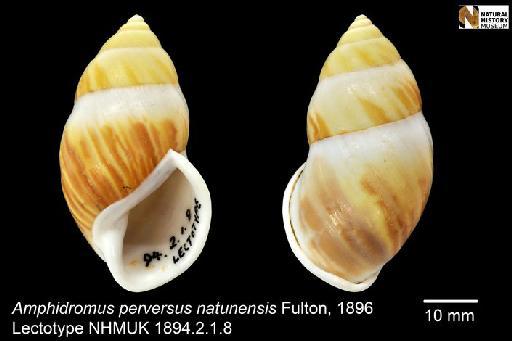 Amphidromus perversus natunensis Fulton, 1896 - 1894.2.1.8, LECTOTYPE, Amphidromus perversus natunensis Fulton, 1896