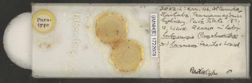 Lutzomyia (Psychodopygus) lainsoni Fraiha & Ward, 1974 - 1722078.jpg