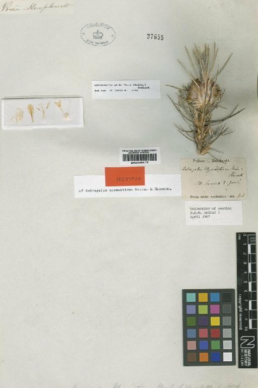 Astragalus globiflorus Boiss. - BM000885172