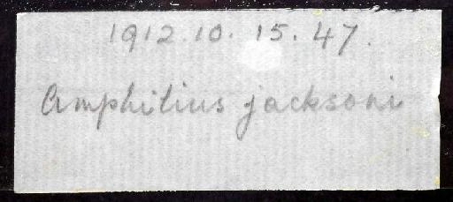Amphilius jacksonii Boulenger, 1912 - 1912.10.15.47; Amphilius jacksonii; image of jar label; ACSI project image