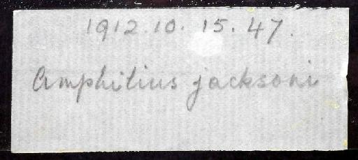 Amphilius jacksonii Boulenger, 1912 - 1912.10.15.47; Amphilius jacksonii; image of jar label; ACSI project image